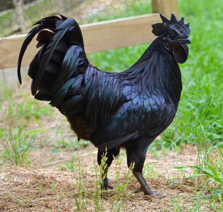 komplett schwarzes Huhn Ayam Cemari