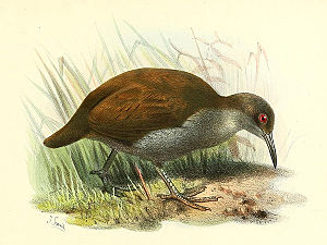 300px-Gallirallus lafresnayanus
