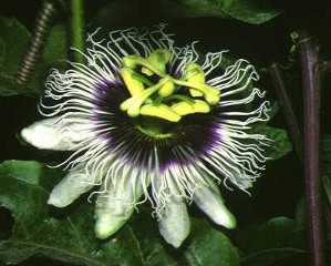 Bluete Passiflora