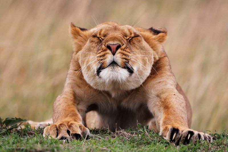 Die schönsten Tiere/Tierbilder der Welt (Seite 89) Allmystery