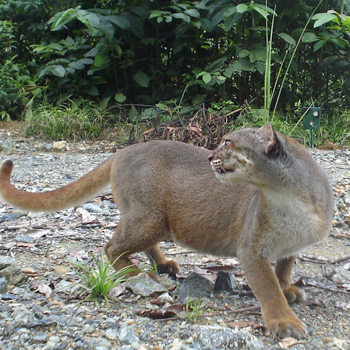Borneo-Katze