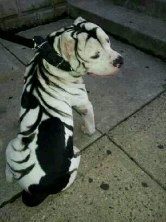 Hund mit Tigerzeichnung