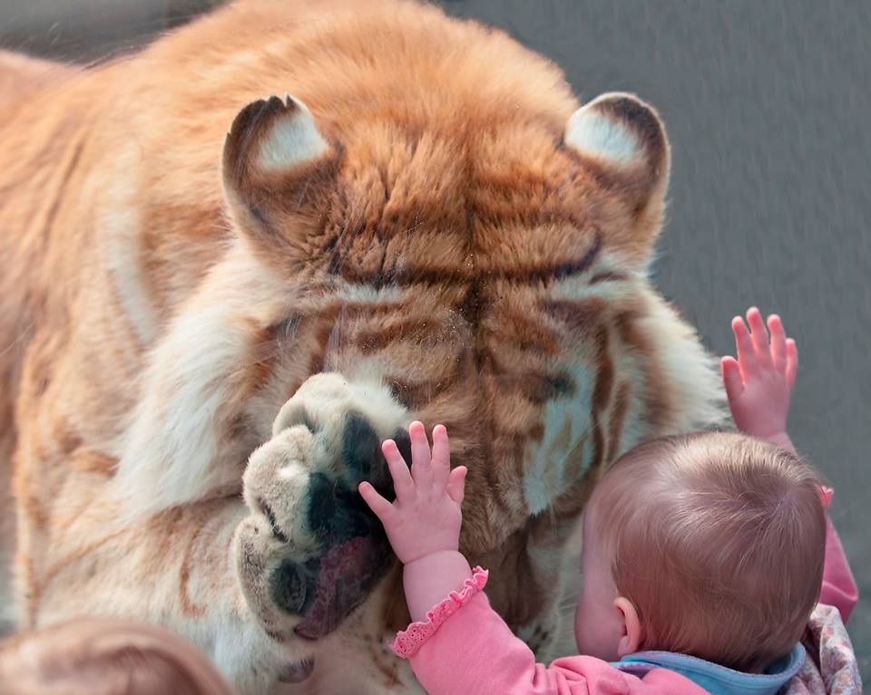 Die schönsten Tiere/Tierbilder der Welt (Seite 86) Allmystery