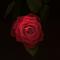 Profil von red_rose