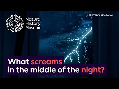 Youtube: What screams in the night? The spine-chilling night noises made by animals | Surprising Science