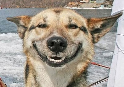 Poste ein Bild, welches zeigt, wie es dir gerade geht ,1282763382,smiling-dog-2