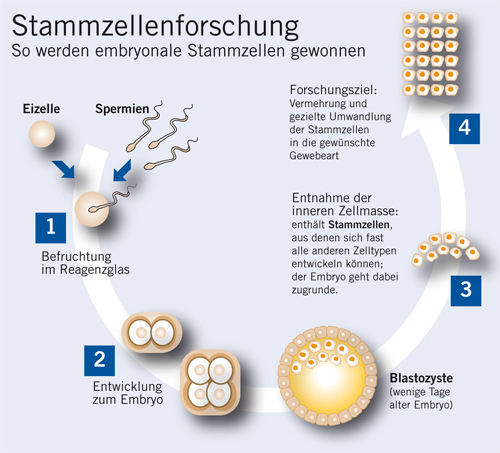 /dateien/,1288276481,stammzellenforschung500px