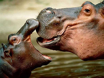 Die schönsten Tiere/Tierbilder der Welt 0,1297770156,TTLyD0 300