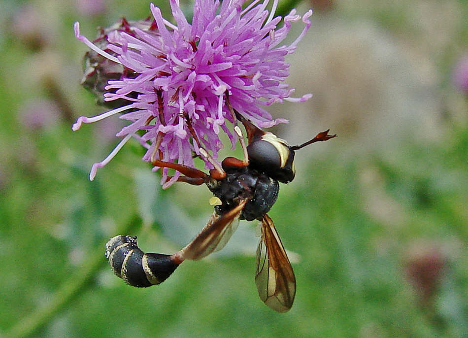 /dateien/100847,1367437287,Physocephala rufipes