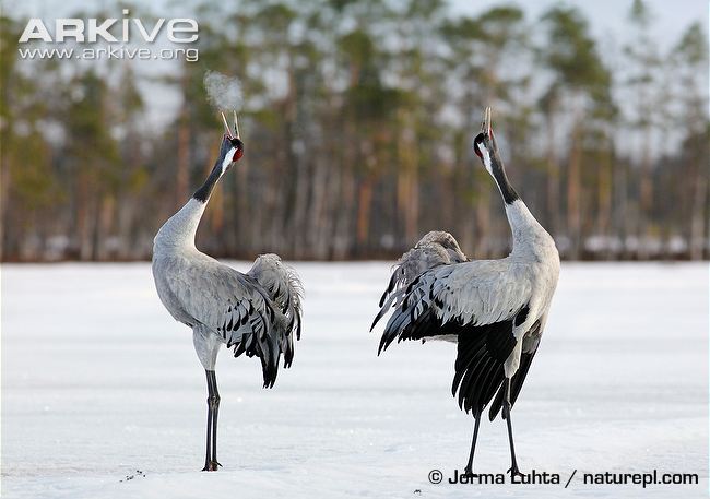 /dateien/106736,1384693875,Pair-of-common-cranes-displaying