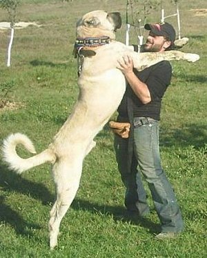 /dateien/18586,1306236754,KangalDogkangal1