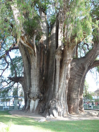 /dateien/31345,1341497354,El-Gigante-Tule Mexiko