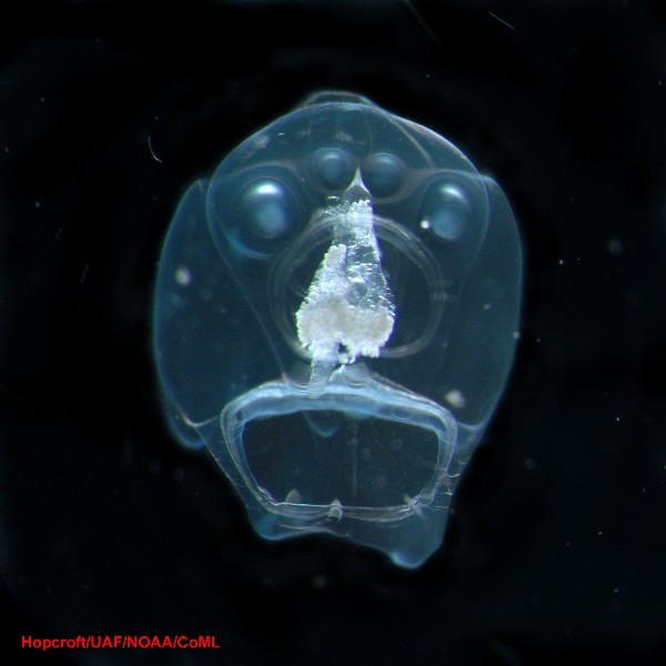/dateien/33891,1296554014,Hippopodius hippopus 1a