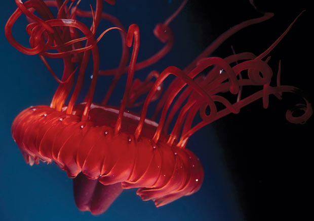 /dateien/33891,1296554958,Deep-sea-jellyfish 1679461i