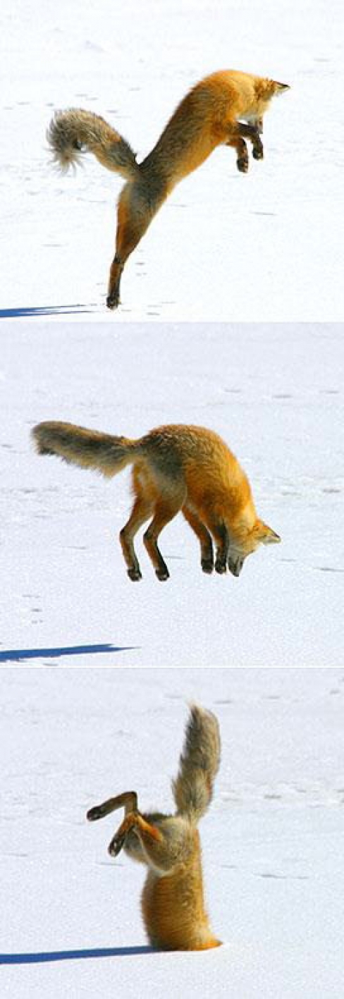Bilder-Thread 43048,1298976932,large Crazy Fox Jump to Snow Funny Picture 75727