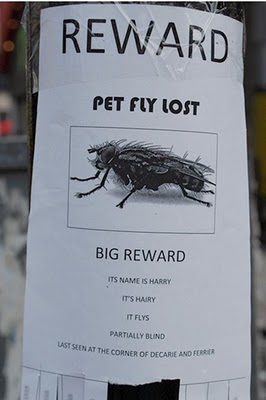 Bilder-Thread 43048,1298990141,funny lost found pet signs 12
