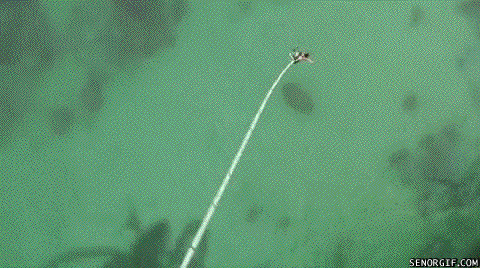 Bilder-Thread 43048,1299425312,sharktopusp1