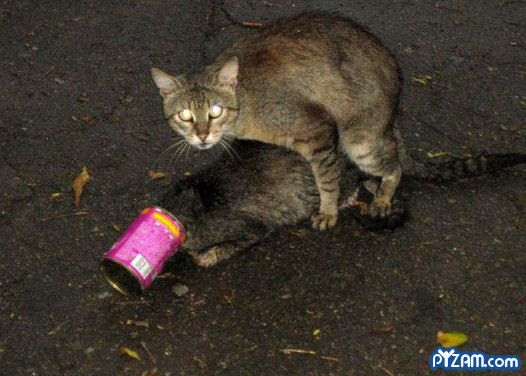 Bilder-Thread 43048,1299934057,catlove