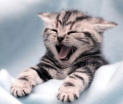 Bilder-Thread 43048,1299955918,funny-cats-a10
