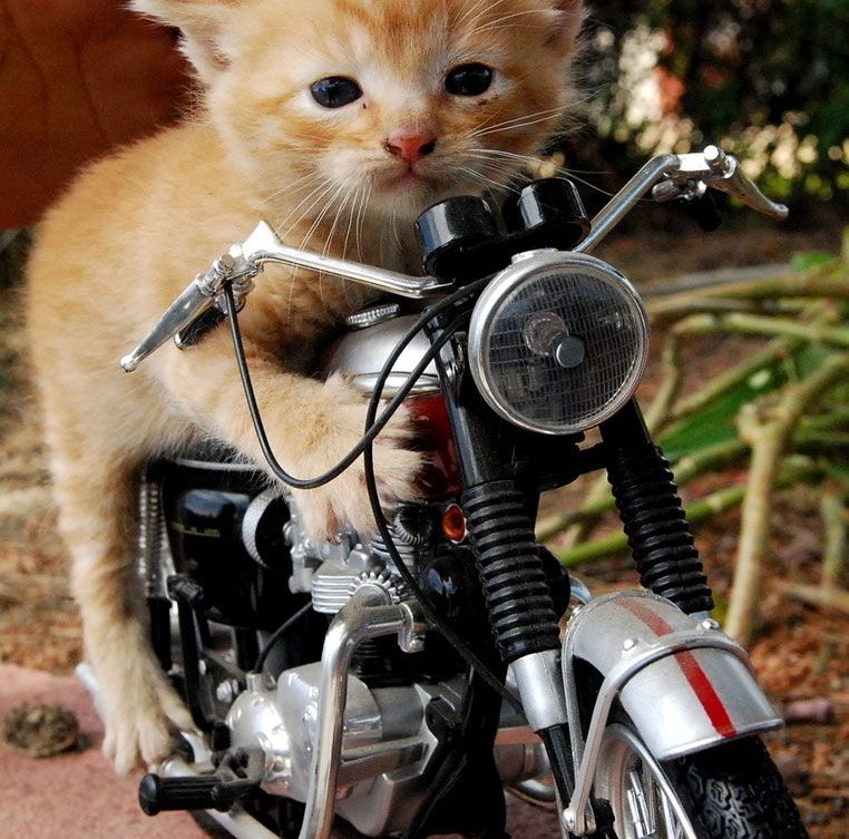 Bilder-Thread 43048,1299955918,nice-funny-cats-3