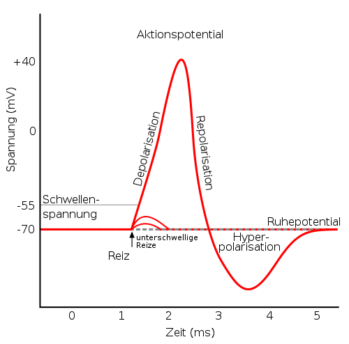 /dateien/44427,1298727366,500px-Aktionspotential.svg