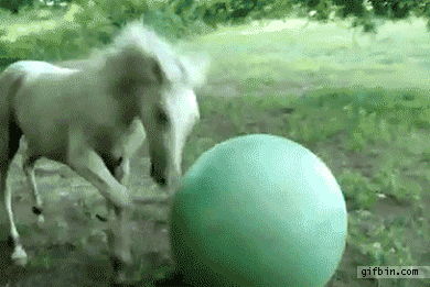 /dateien/45894,1346241965,1287507497 horse-plazying-with-big-ball