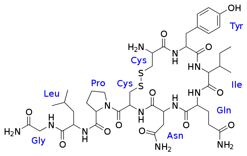 /dateien/46206,1300129157,oxytocin