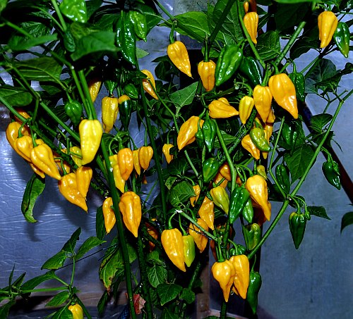 /dateien/60450,1297112141,fatalii maturing pods