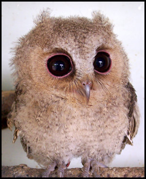 /dateien/67690,1300128445,baby-owl