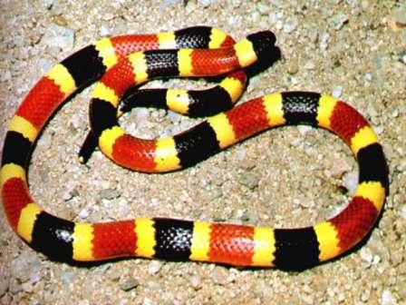 /dateien/67690,1300128445,coral-snake