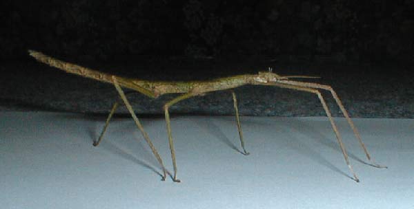 /dateien/67690,1300128445,stick-insect