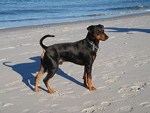 /dateien/69103,1317767613,300px-Deutscher Pinscher