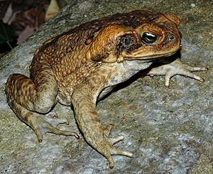 /dateien/70182,1296390151,300px-Bufo marinus from Australia