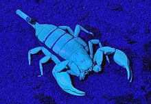 /dateien/70182,1298203007,220px-Euscorpius fg01