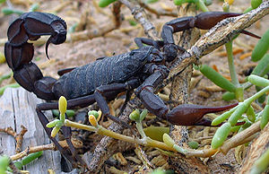 /dateien/70182,1298203007,300px-Black scorpion