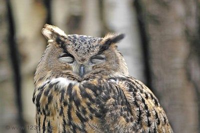 /dateien/70373,1298667830,2265180-eagle-owl-with-eyes-closed