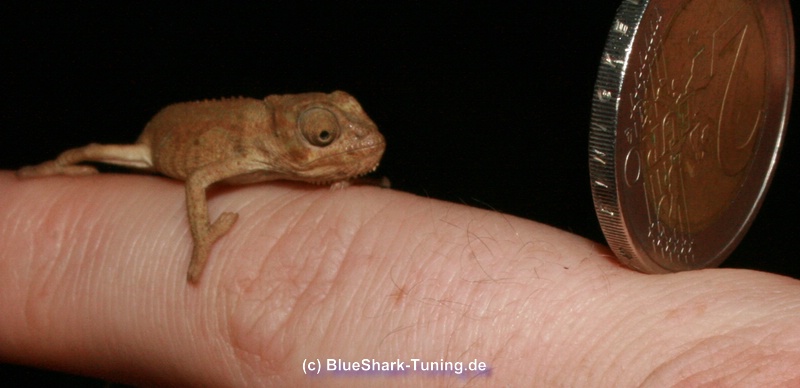 /dateien/70696,1297620196,Suedafrikanisches-Zwerg-Chamaeleon-a19473109