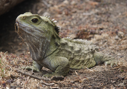 /dateien/70696,1297630198,tuatara 2