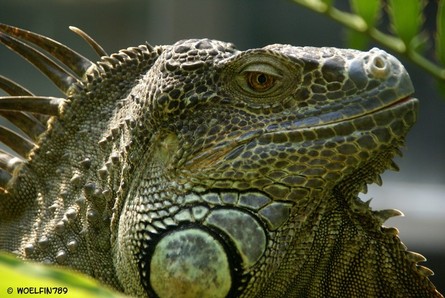 /dateien/70696,1297715909,Gruener-Leguan