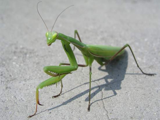 Die schönsten Tiere/Tierbilder der Welt 70749,1297776244,GOTTESANBETERIN.JPG