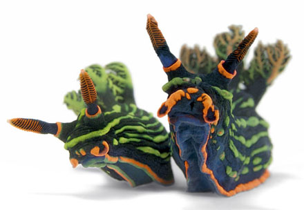 Die schönsten Tiere/Tierbilder der Welt 70749,1297789954,nudibranch