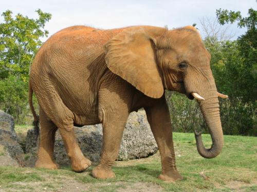 Die schönsten Tiere/Tierbilder der Welt 70749,1297790532,800px-Afrikanischer Elefant Miami.preview