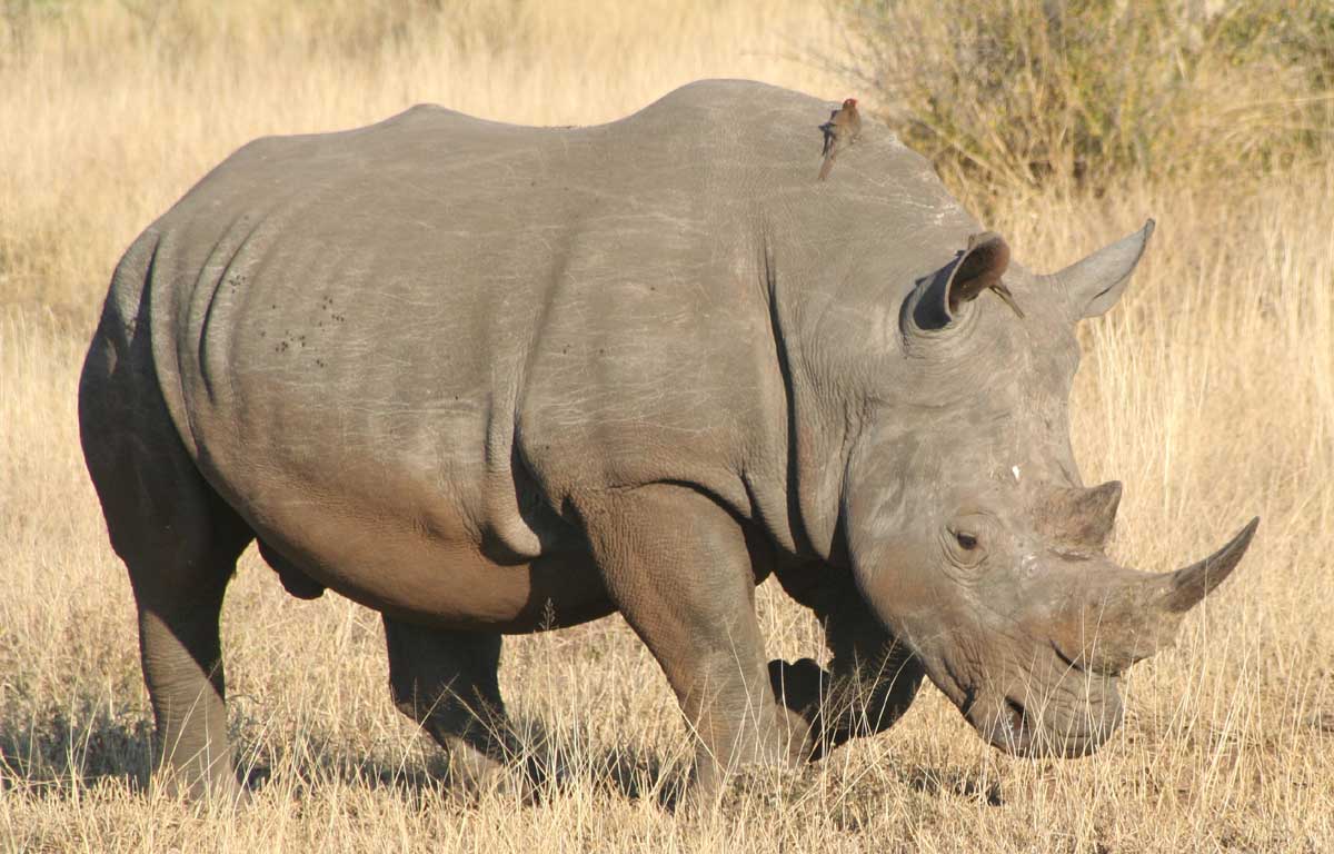 Die schönsten Tiere/Tierbilder der Welt 70749,1297790532,nashoerner-nashorn-rhino-5g