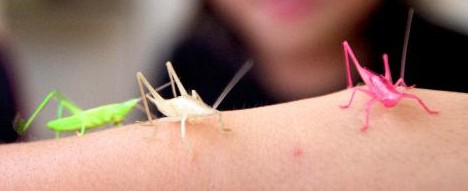 Die schönsten Tiere/Tierbilder der Welt 70749,1297791436,katydids