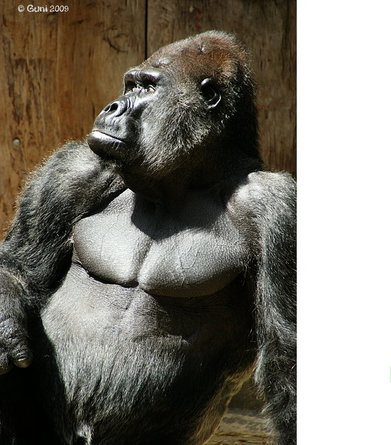 Die schönsten Tiere/Tierbilder der Welt 70749,1297805748,pvitlhjssolg