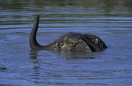 Die schönsten Tiere/Tierbilder der Welt 70749,1297806182,loch-ness-monster-1
