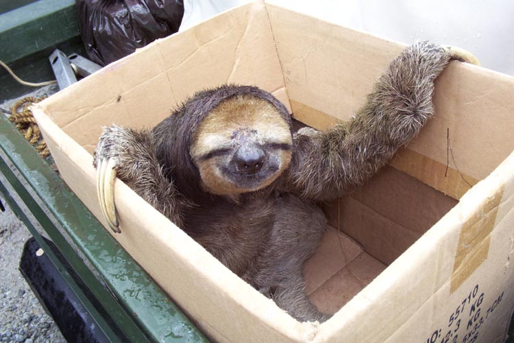 Die schönsten Tiere/Tierbilder der Welt 70749,1297807712,sloth in a box