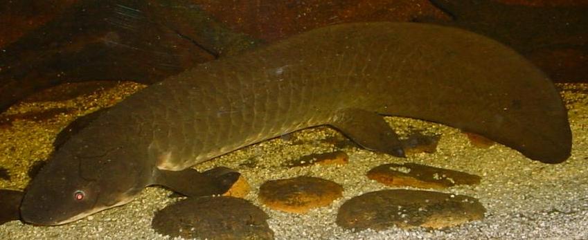 /dateien/70825,1297978805,Australian-Lungfish