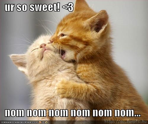 /dateien/70953,1298281567,funny-pictures-kittens-eating-sweet-kittens-nom