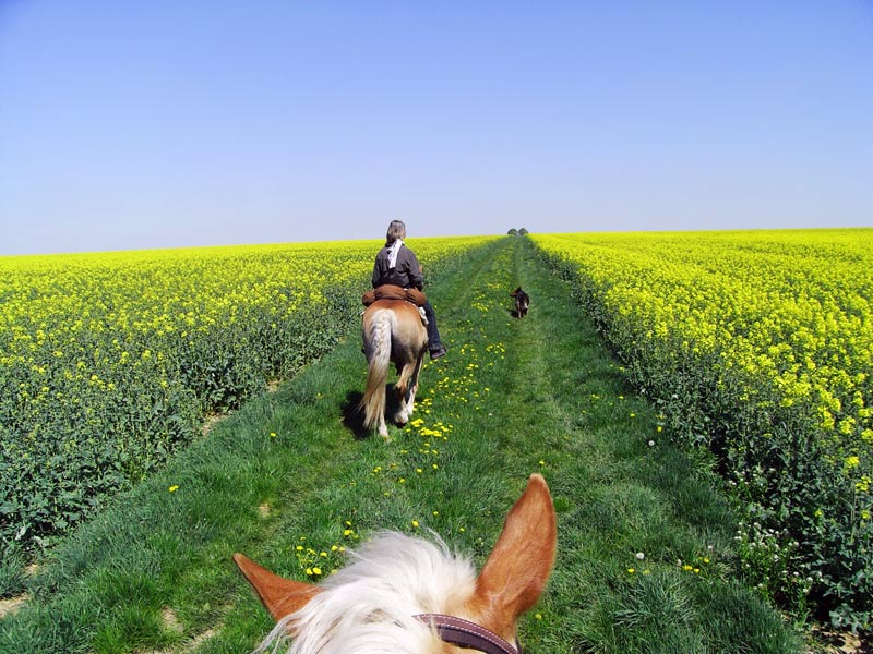 /dateien/71062,1299856515,derstaudenhof wanderreiten